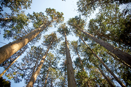 九州・延岡産最高級グレードのヒノキオイル